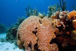 Reef scene from Hondurus by Michael Shope 